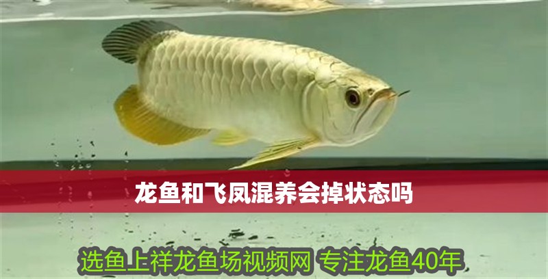 魚缸用增氧泵價格是多少:魚缸增氧機-xtrac增氧機-xtrac增氧機 龍魚和飛鳳混養(yǎng)會掉狀態(tài)嗎 龍魚百科 龍魚和飛鳳混養(yǎng)會掉狀態(tài)嗎 龍魚和飛鳳混養(yǎng)會掉狀態(tài)嗎 龍魚百科