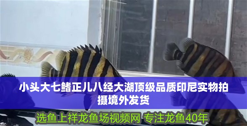 小頭大七鰭正兒八經大湖頂級品質印尼實物拍攝境外發貨