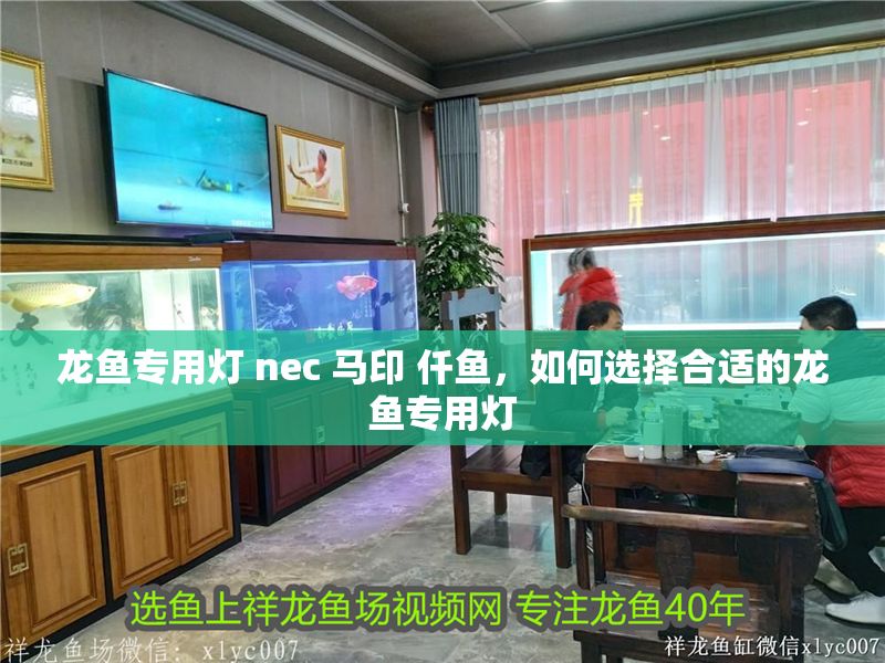 龍魚專用燈 nec 馬印 仟魚，如何選擇合適的龍魚專用燈
