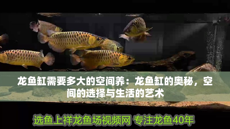龍魚缸需要多大的空間養：龍魚缸的奧秘，空間的選擇與生活的藝術