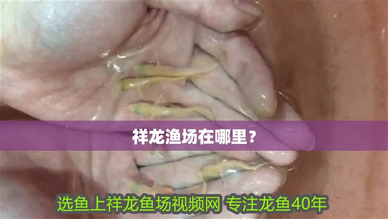 祥龍漁場在哪里？
