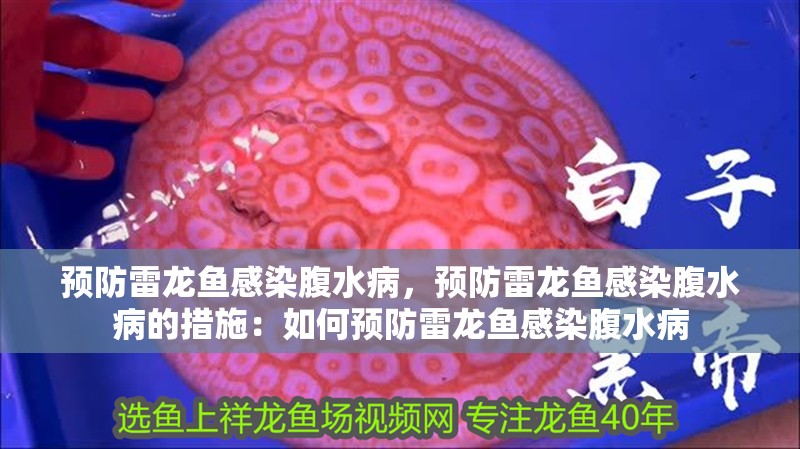 預防雷龍魚感染腹水病，預防雷龍魚感染腹水病的措施：如何預防雷龍魚感染腹水病