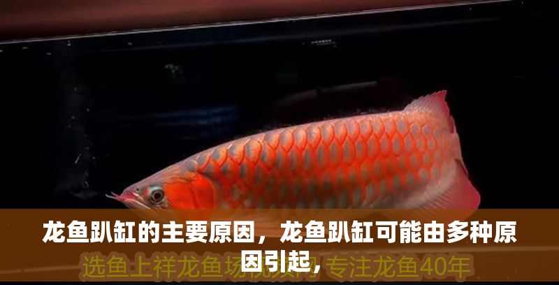 龍魚趴缸的主要原因，龍魚趴缸可能由多種原因引起，