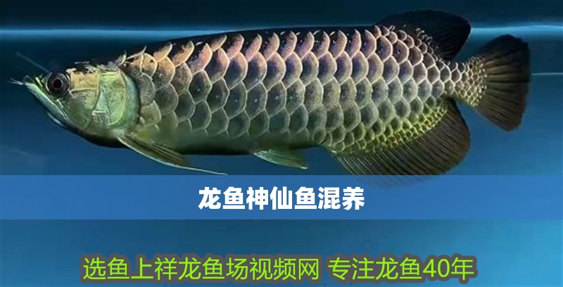 龍魚(yú)神仙魚(yú)混養(yǎng)