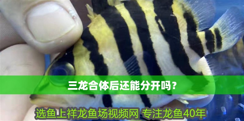 三龍合體后還能分開嗎？