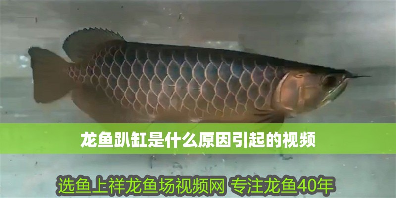 龍魚趴缸是什么原因引起的視頻