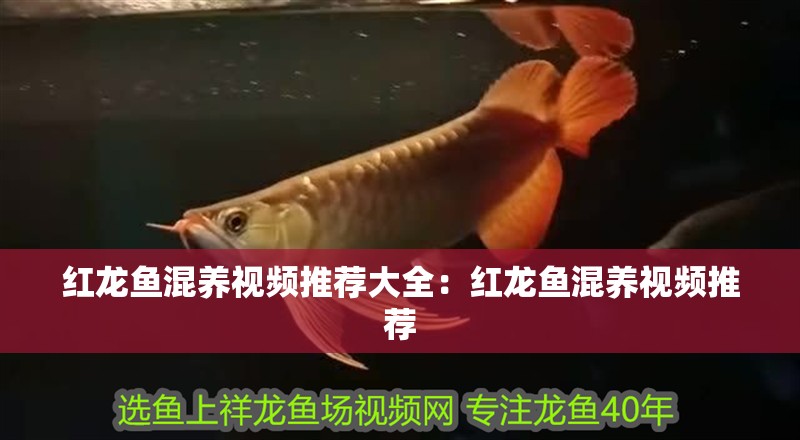 紅龍魚混養視頻推薦大全：紅龍魚混養視頻推薦