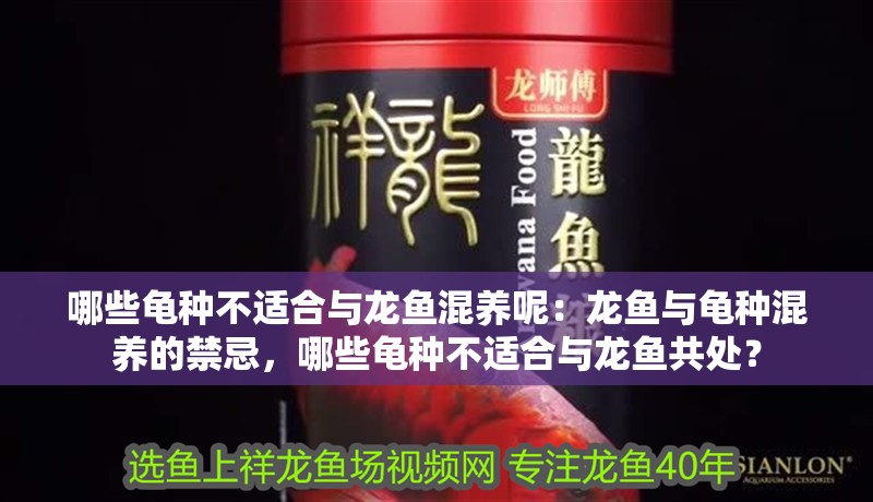 哪些龜種不適合與龍魚混養呢：龍魚與龜種混養的禁忌，哪些龜種不適合與龍魚共處？