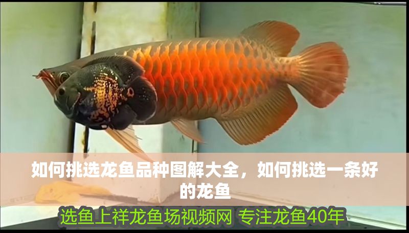 如何挑選龍魚品種圖解大全，如何挑選一條好的龍魚