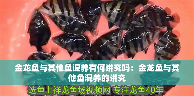 金龍魚與其他魚混養有何講究嗎：金龍魚與其他魚混養的講究