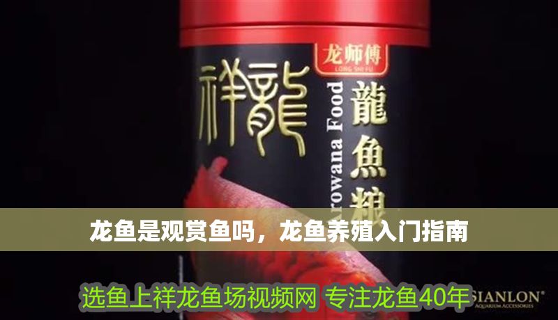 龍魚是觀賞魚嗎，龍魚養殖入門指南