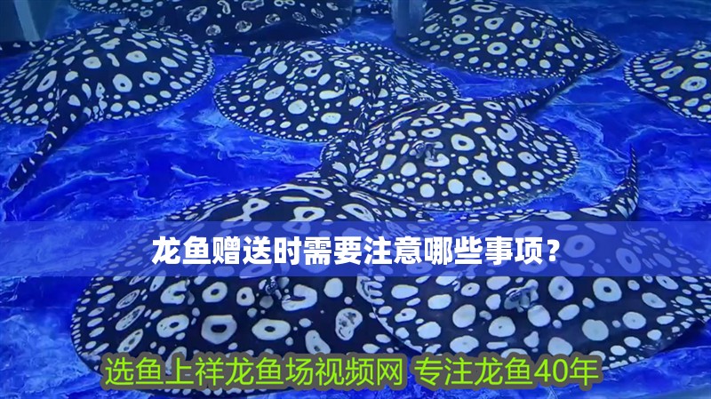龍魚贈(zèng)送時(shí)需要注意哪些事項(xiàng)？