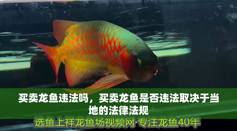 買賣龍魚違法嗎，買賣龍魚是否違法取決于當地的法律法規