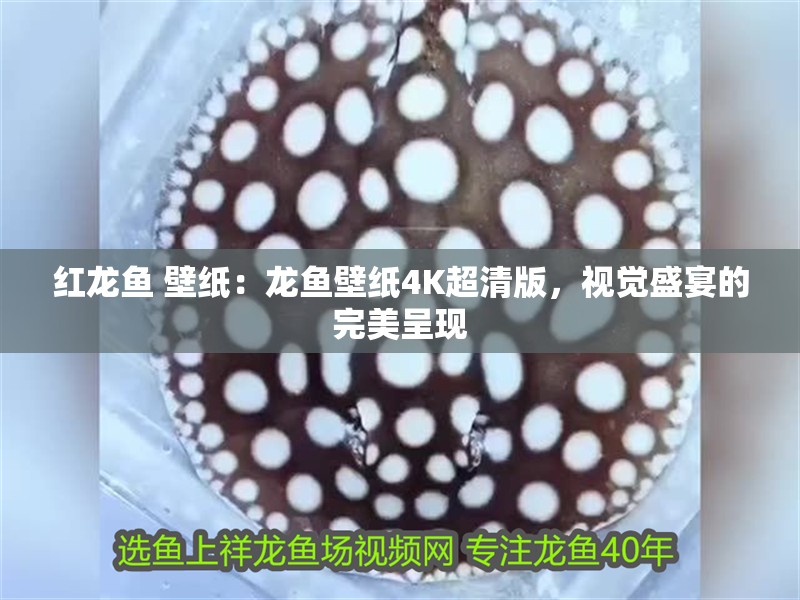 紅龍魚 壁紙：龍魚壁紙4K超清版，視覺盛宴的完美呈現