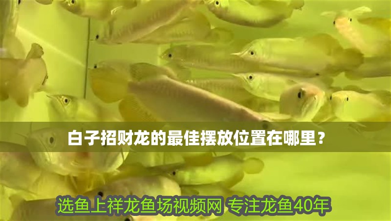 白子招財(cái)龍的最佳擺放位置在哪里？
