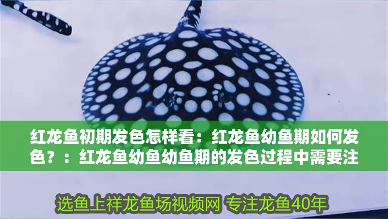 紅龍魚(yú)初期發(fā)色怎樣看：紅龍魚(yú)幼魚(yú)期如何發(fā)色？：紅龍魚(yú)幼魚(yú)幼魚(yú)期的發(fā)色過(guò)程中需要注意的關(guān)鍵因素