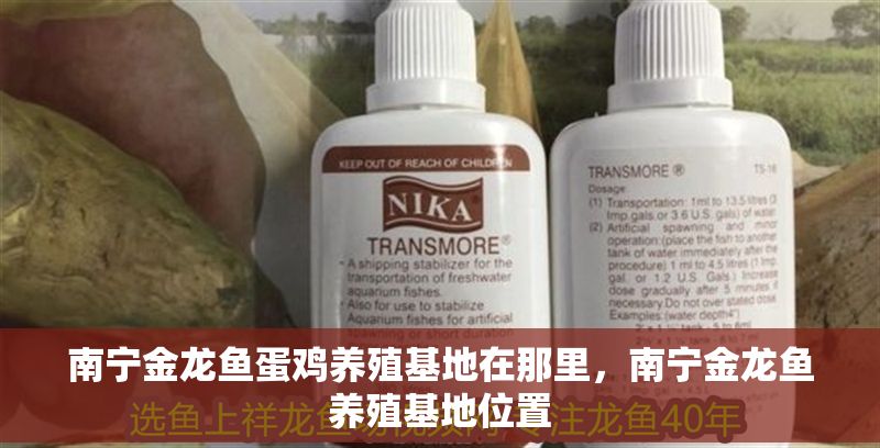 南寧金龍魚蛋雞養(yǎng)殖基地在那里，南寧金龍魚養(yǎng)殖基地位置