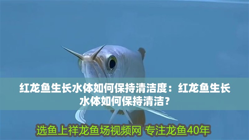 紅龍魚生長水體如何保持清潔度：紅龍魚生長水體如何保持清潔？