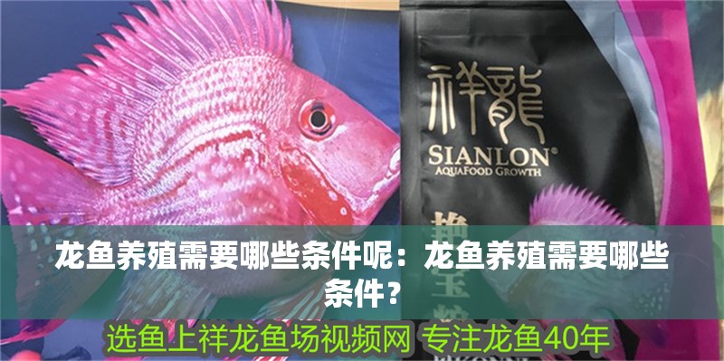 龍魚養殖需要哪些條件呢：龍魚養殖需要哪些條件？