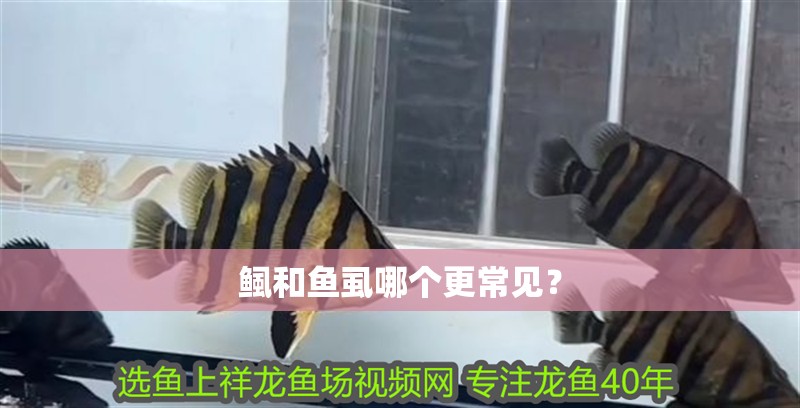 我的虎魚(yú)真菌感染了要怎么處理 鲺和魚(yú)虱哪個(gè)更常見(jiàn)? 龍魚(yú)百科 鲺和魚(yú)虱哪個(gè)更常見(jiàn)? 鲺和魚(yú)虱哪個(gè)更常見(jiàn)? 龍魚(yú)百科