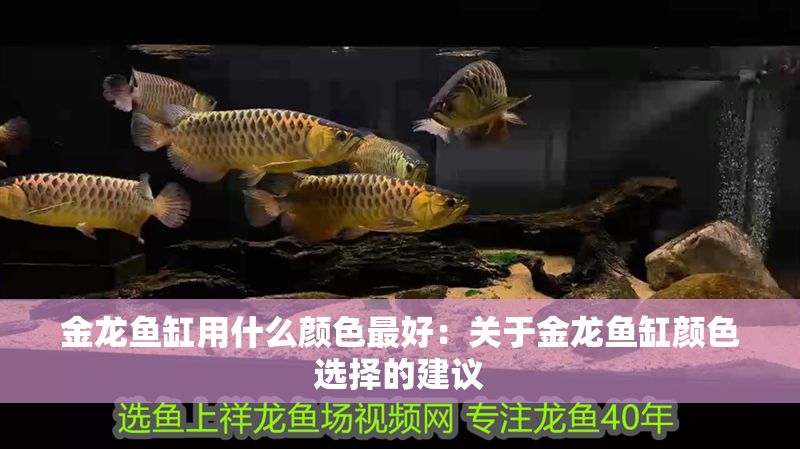 金龍魚缸用什么顏色最好：關于金龍魚缸顏色選擇的建議