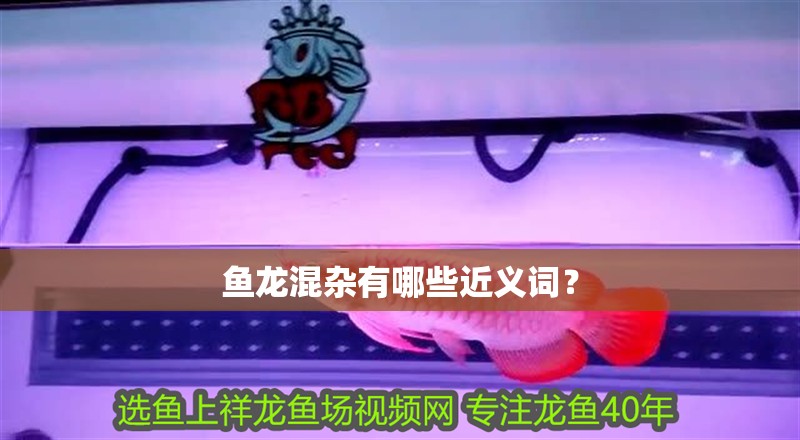 魚龍混雜有哪些近義詞？ 魚龍混雜有哪些近義詞？ 龍魚百科