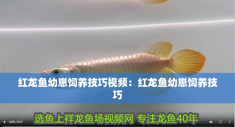紅龍魚幼崽飼養技巧視頻：紅龍魚幼崽飼養技巧