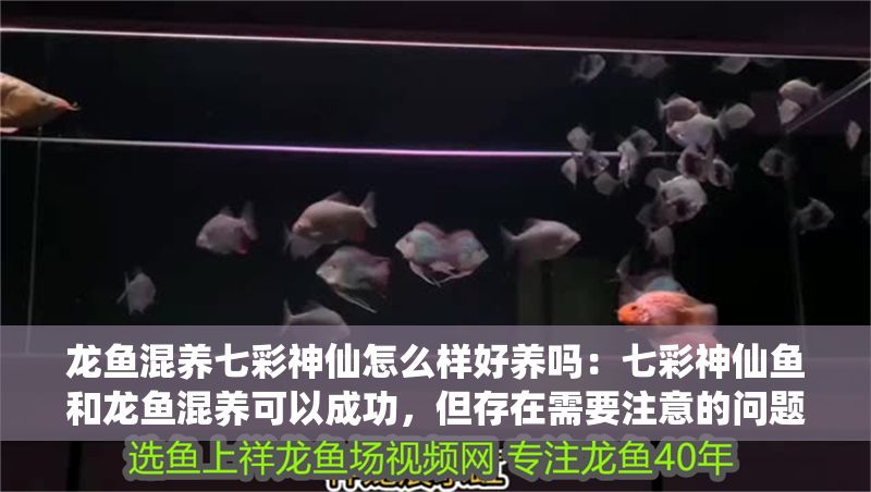 龍魚混養七彩神仙怎么樣好養嗎：七彩神仙魚和龍魚混養可以成功，但存在需要注意的問題