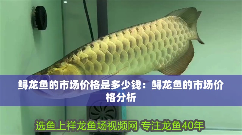 鱘龍魚的市場價格是多少錢：鱘龍魚的市場價格分析