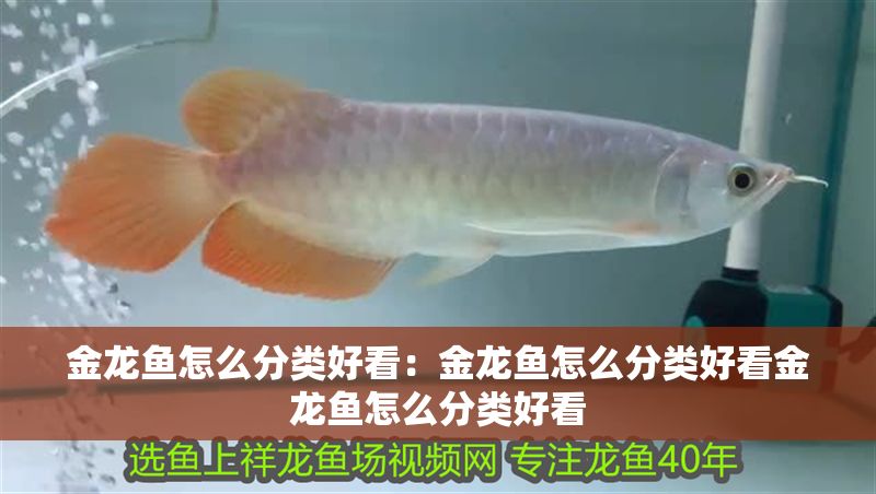 金龍魚(yú)怎么分類(lèi)好看：金龍魚(yú)怎么分類(lèi)好看金龍魚(yú)怎么分類(lèi)好看