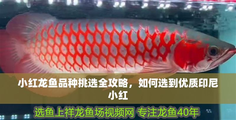 小紅龍魚品種挑選全攻略，如何選到優質印尼小紅