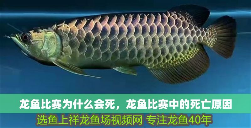 龍魚比賽為什么會死，龍魚比賽中的死亡原因