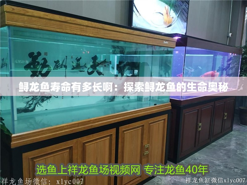 鱘龍魚(yú)壽命有多長(zhǎng)啊：探索鱘龍魚(yú)的生命奧秘