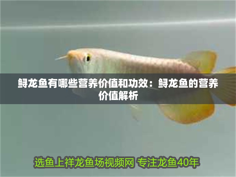 鱘龍魚有哪些營養(yǎng)價值和功效：鱘龍魚的營養(yǎng)價值解析