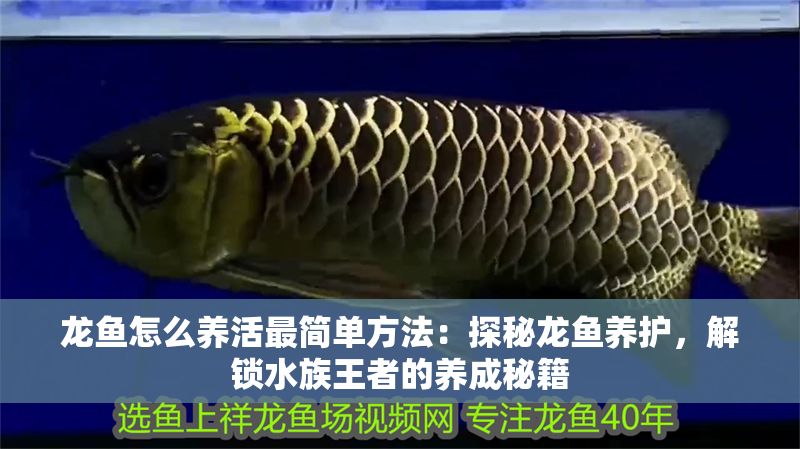 龍魚怎么養活最簡單方法：探秘龍魚養護，解鎖水族王者的養成秘籍