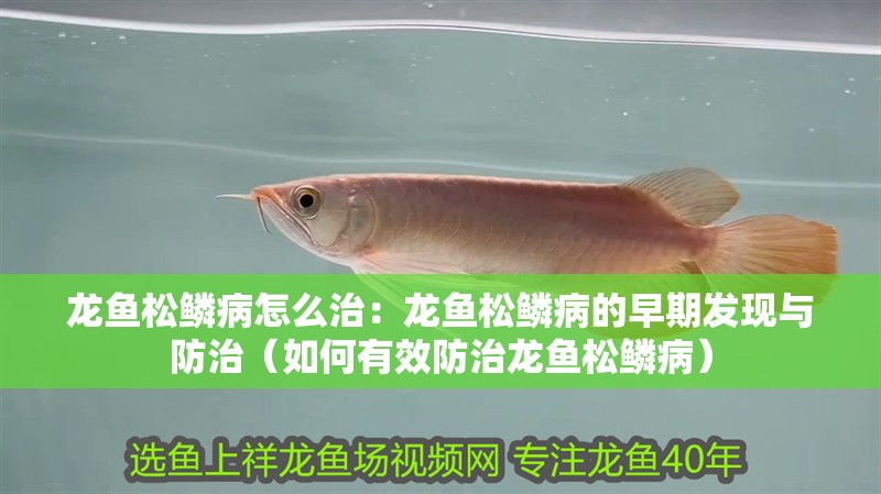 龍魚松鱗病怎么治：龍魚松鱗病的早期發現與防治（如何有效防治龍魚松鱗病）