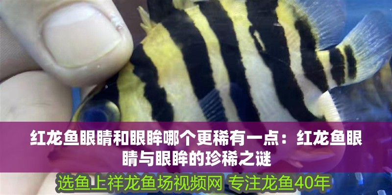 紅龍魚眼睛和眼眸哪個(gè)更稀有一點(diǎn)：紅龍魚眼睛與眼眸的珍稀之謎