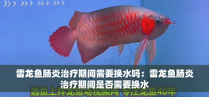 雷龍魚腸炎治療期間需要換水嗎：雷龍魚腸炎治療期間是否需要換水