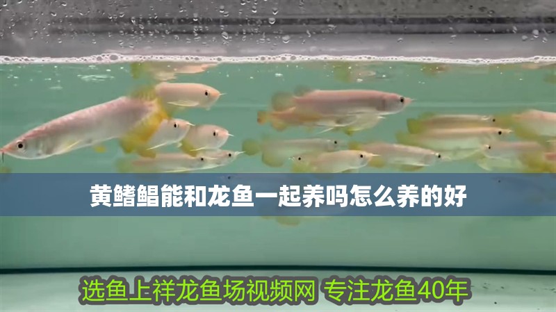 黃鰭鯧能和龍魚一起養嗎怎么養的好