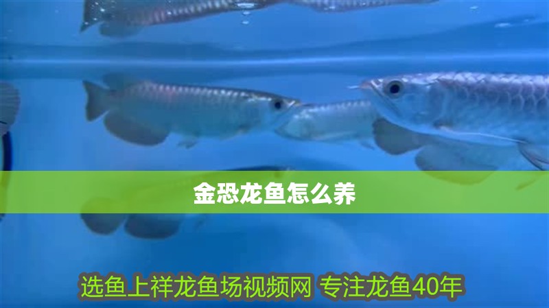 金恐龍魚怎么養