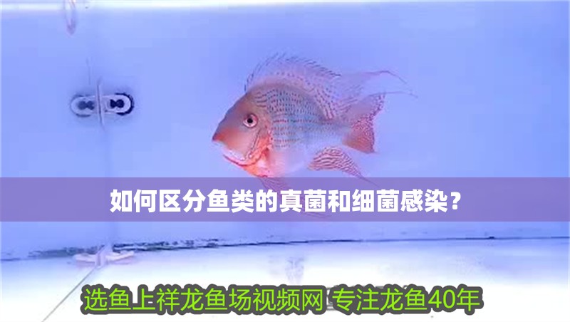 如何區(qū)分魚類的真菌和細菌感染？