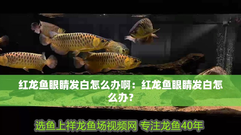 紅龍魚眼睛發(fā)白怎么辦啊：紅龍魚眼睛發(fā)白怎么辦？