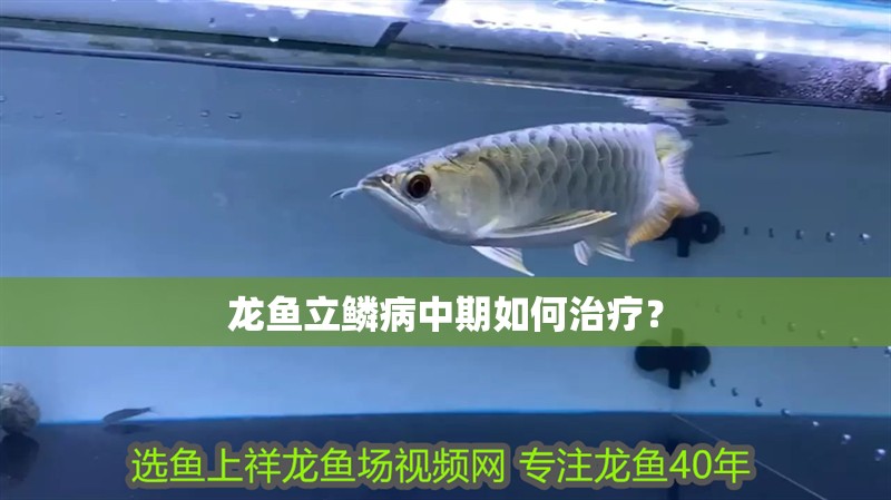 龍魚立鱗病中期如何治療？