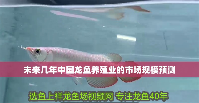 未來幾年中國龍魚養殖業的市場規模預測