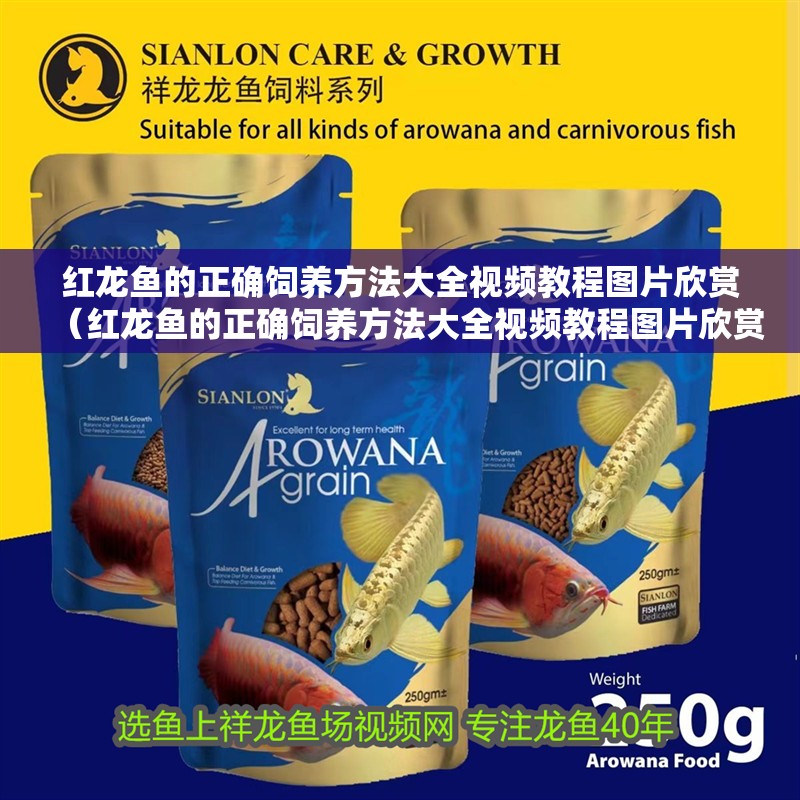 紅龍魚(yú)的正確飼養(yǎng)方法大全視頻教程圖片欣賞（紅龍魚(yú)的正確飼養(yǎng)方法大全視頻教程圖片欣賞下載）