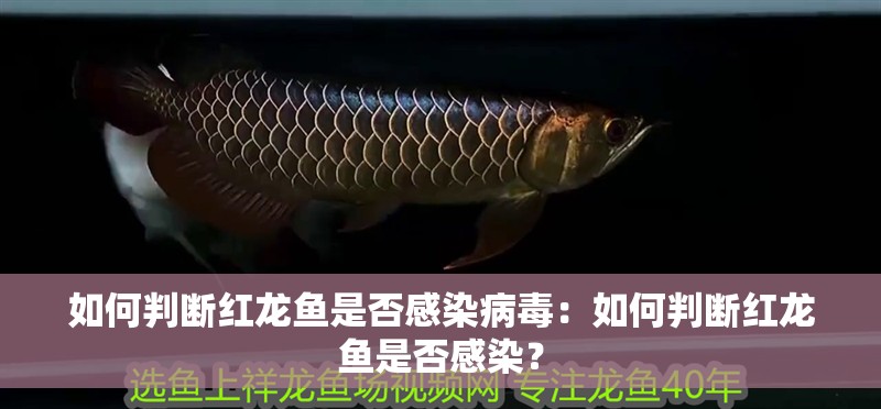 如何判斷紅龍魚是否感染病毒：如何判斷紅龍魚是否感染？