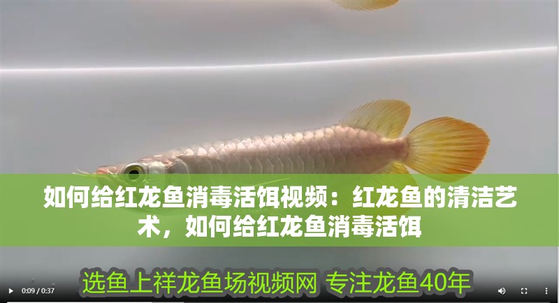 如何給紅龍魚消毒活餌視頻：紅龍魚的清潔藝術(shù)，如何給紅龍魚消毒活餌