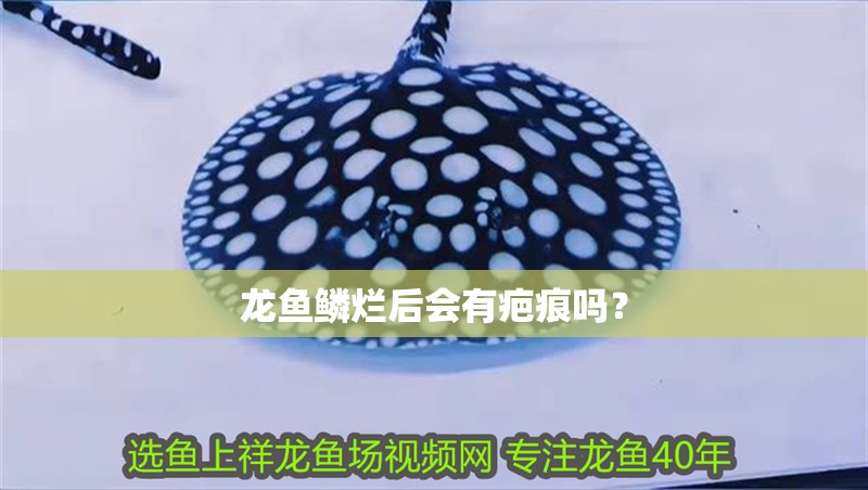 龍魚鱗爛后會有疤痕嗎？