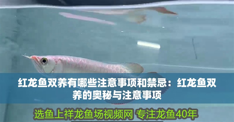 紅龍魚雙養有哪些注意事項和禁忌：紅龍魚雙養的奧秘與注意事項