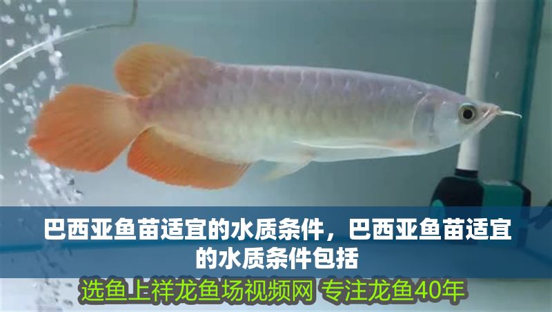 巴西亞魚苗適宜的水質條件，巴西亞魚苗適宜的水質條件包括